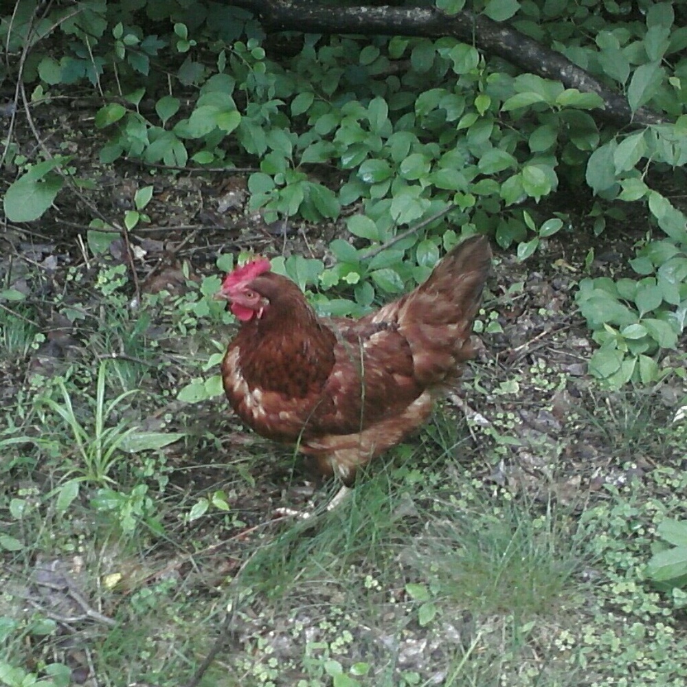 Meet your Posher, Mary